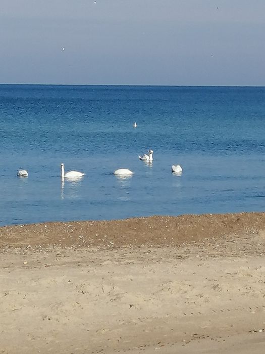 DOMKI nad morzem , jeziorem JAROSŁAWIEC.