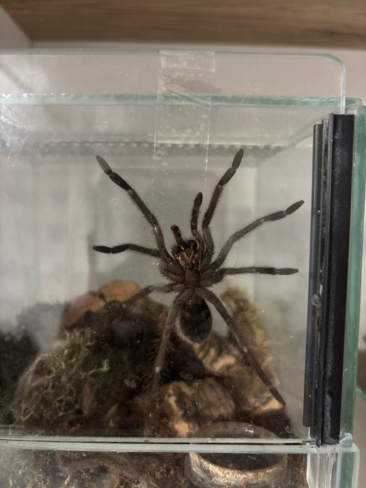 Xenestis intermedia