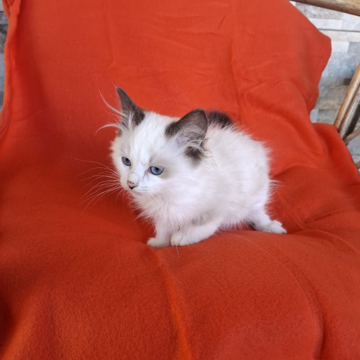 Ragdoll kotka rodowód +wyprawka