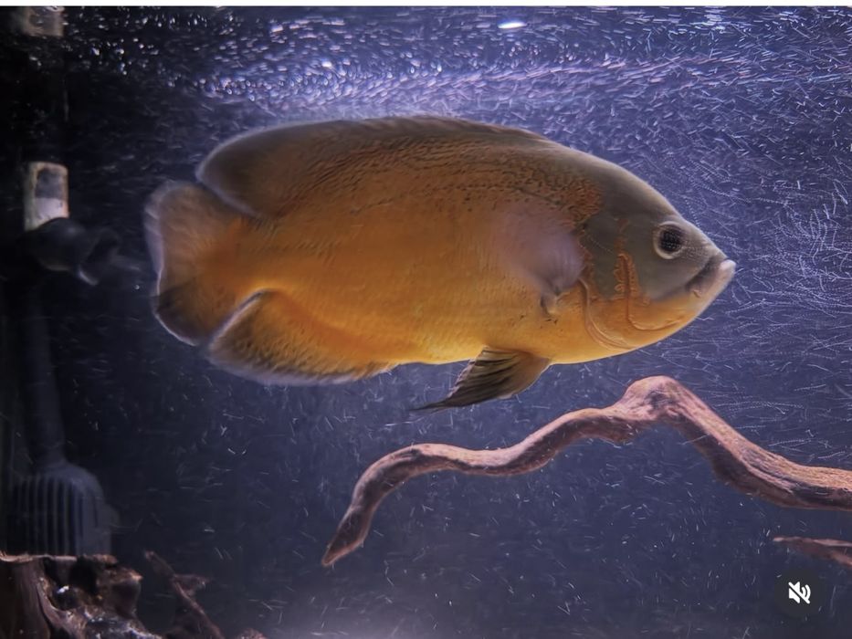 peixes Oscar adultos muito grandes ,  cerca de 28 cms,Casal formado