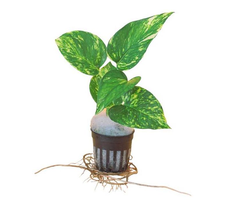 Pack de plantas pothos 3x (Epipremnum) Terrários répteis Paludários