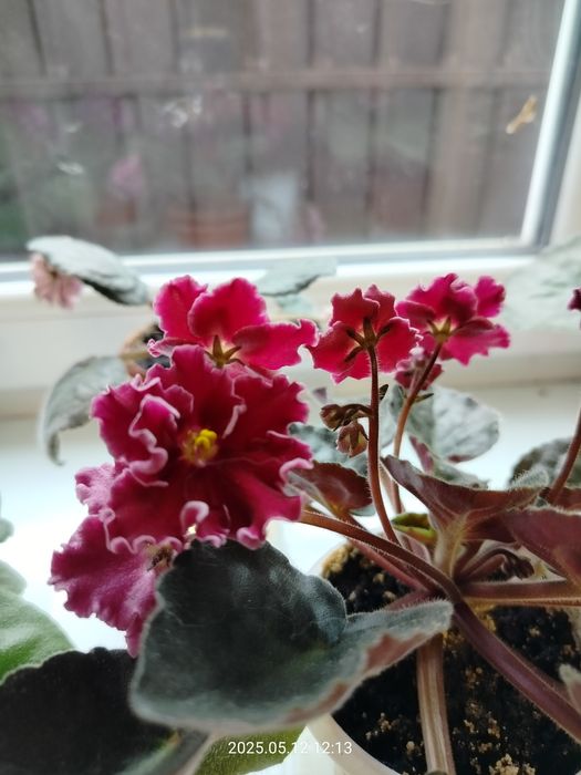 Пропоную обмін фіалками/листям