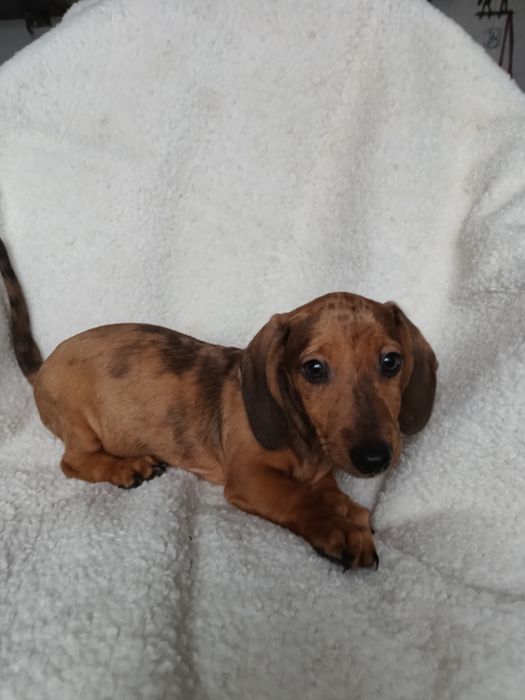 Jamnik krótkowłosy