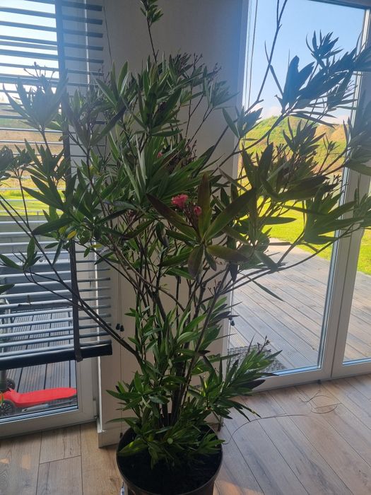 Oleander pospolity
