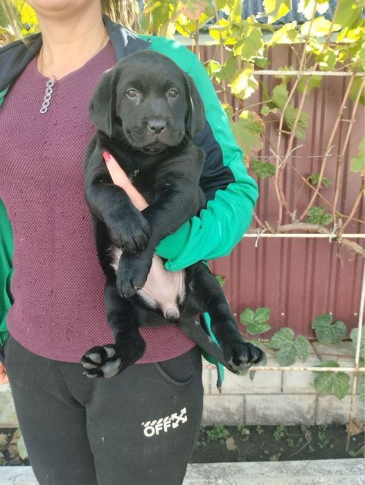 Продам цуценят Лабрадорів