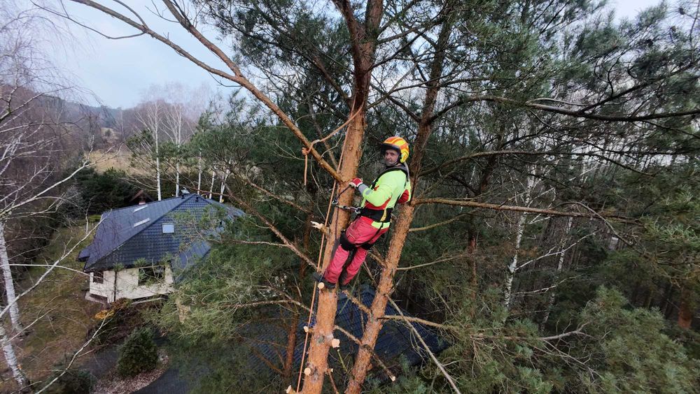Profesjonalna Wycinka Drzew, Rębakowanie i Pielęgnacja Zieleni