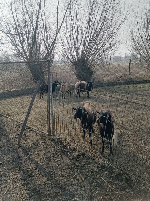 Sprzedam jagnieta 11 miesieczne