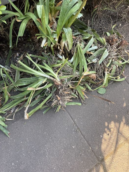 Mudas de Agapanthus lilás