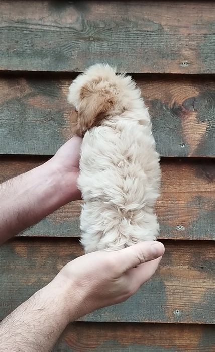 Мальтипу F1 и F2