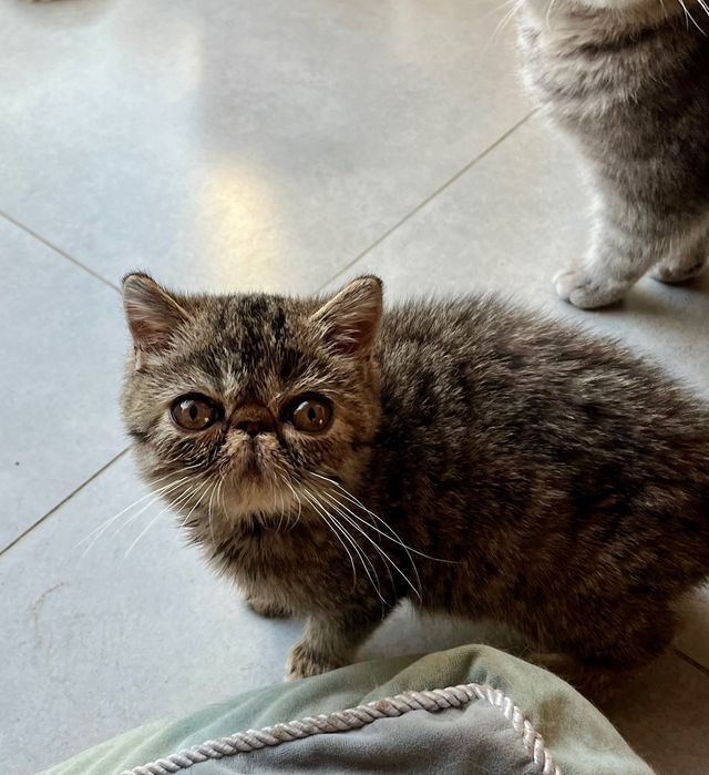 Mini koteczka rasy kot egzotyczny - waga max 2kg WCF