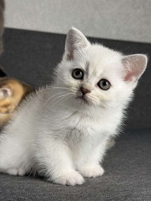 Серебристая шиншилла