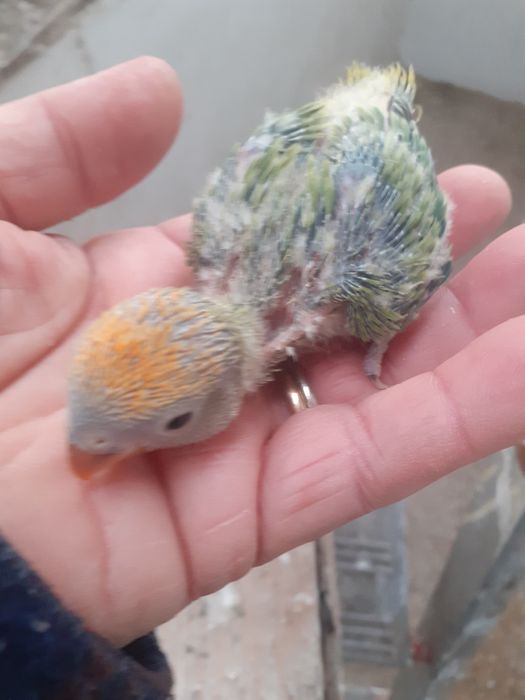 Agapornis Bebés para acabar de criar à mão  a 5 papas por dia