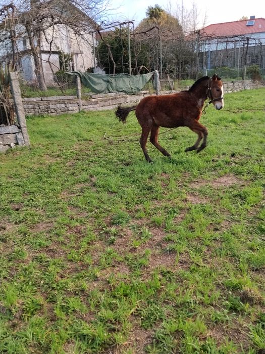 Troco poldro cruzado lusitano
