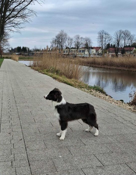 Border collie piesek z metryką ZKwP