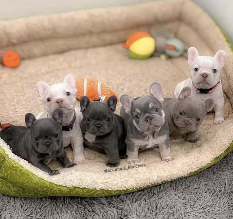 Обирайте свого улюбленця;}