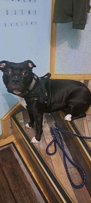 Oddam tylko w dobre i odpowiedzialne ręce