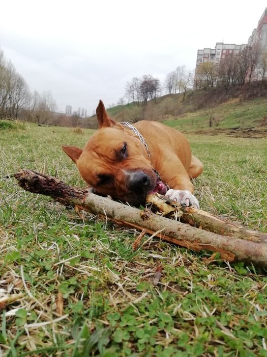 АСТ для вязки. ККУ