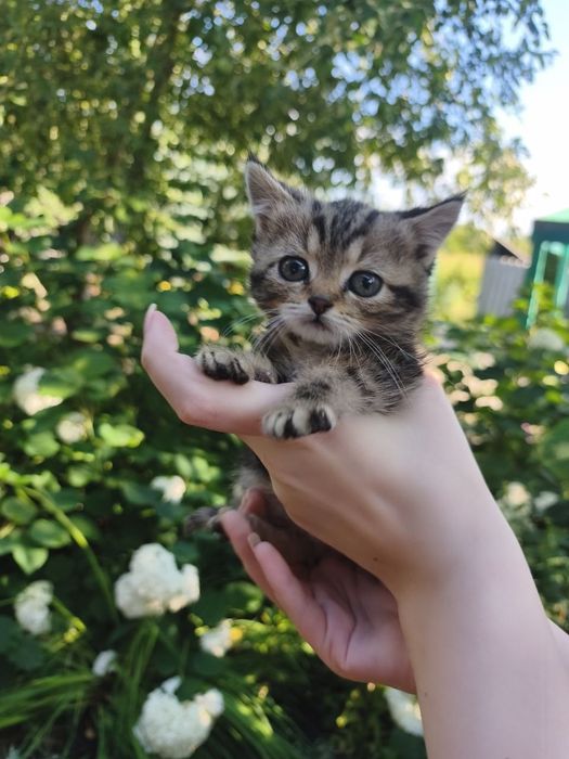 Отдам котят даром в хорошие руки