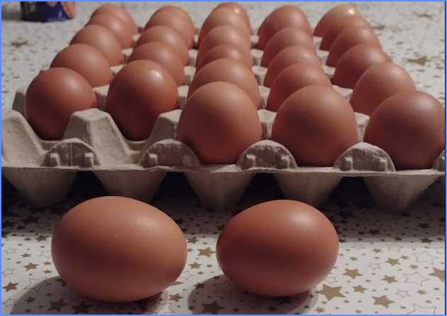 Ovos Frescos – Cartões de 30 Ovos (Qualidade Garantida)