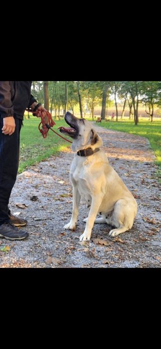 Kangal szczeniak pies masywny i duży