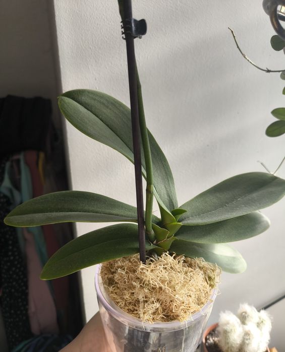 Орхідея  біг ліп