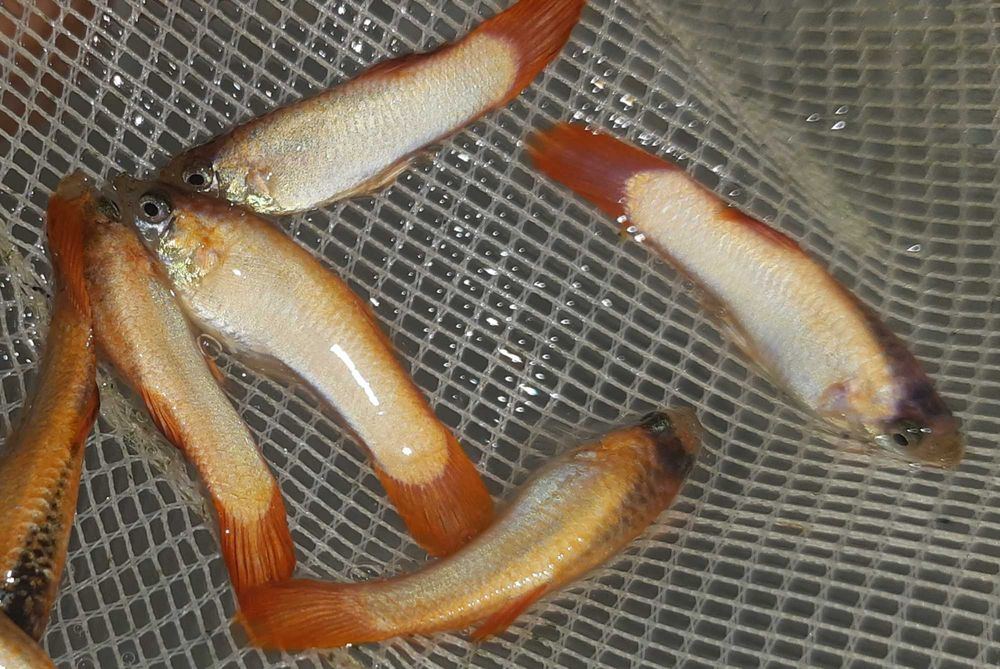 Gupik odmiana PINK TAIL - Poecilia reticulata - dowozimy, wysyłamy
