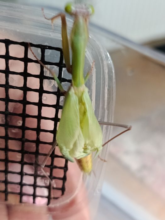 Modliszki Hierodula z Papui