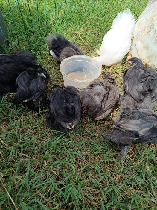 Pekins black e black mottled