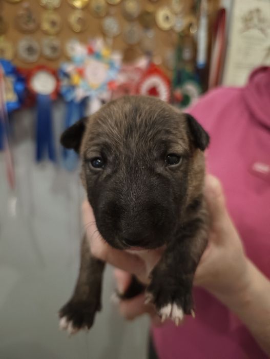 Bulterier Miniaturowy  ZKwP/FCI oddział Poznań