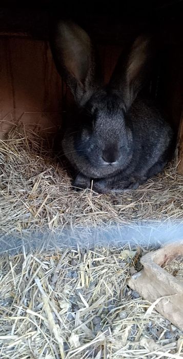Witam mam do sprzedania króliki