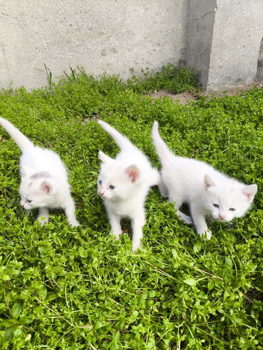 Котята бесплатно