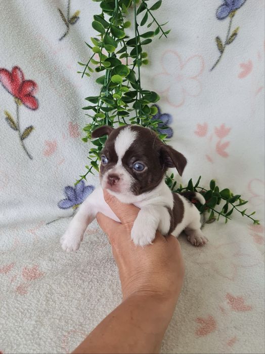 Excelente mini menino chihuahua/chiuaua Linhagem Russa.Qualidade