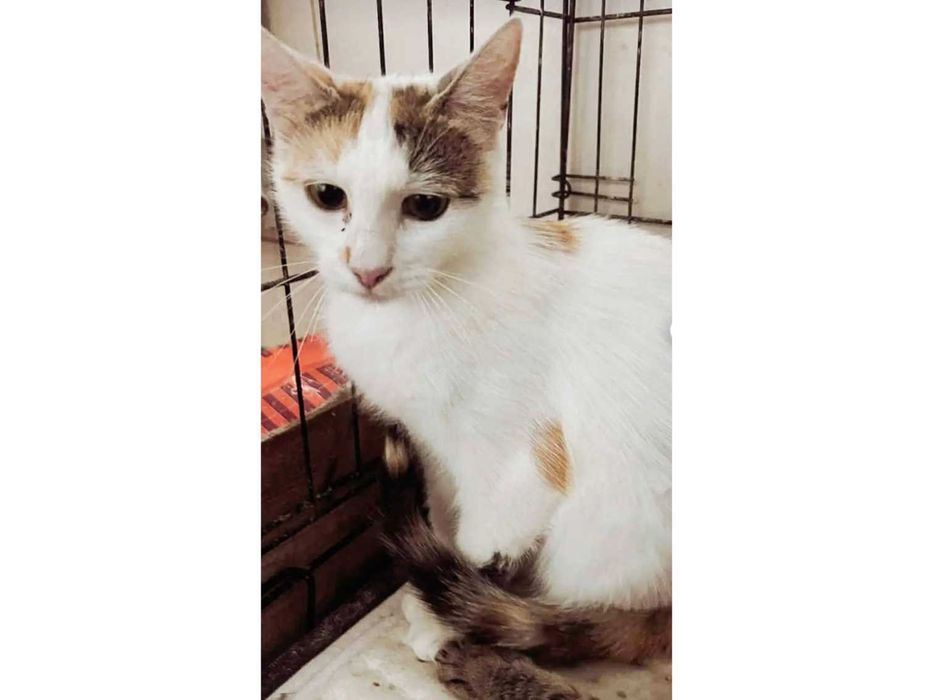 Roczna TRIKOLORKA do spokojnego domu