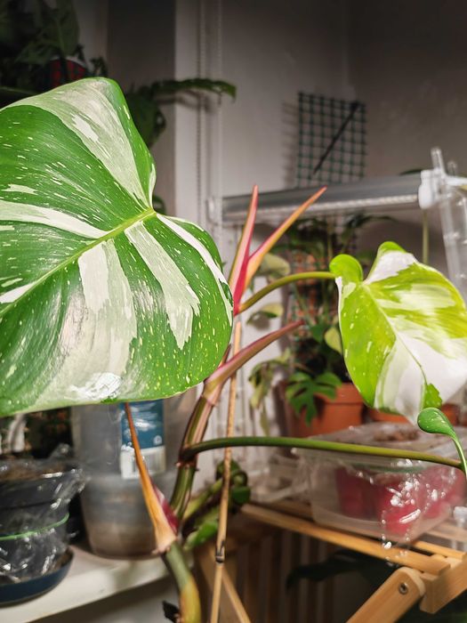 Filodendron White princess