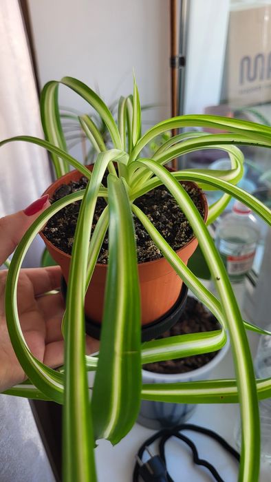 Хлорофитум полосатый очиститель воздуха