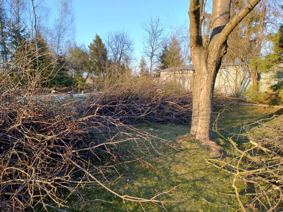 Oddam gałęzie ze ściętych drzew