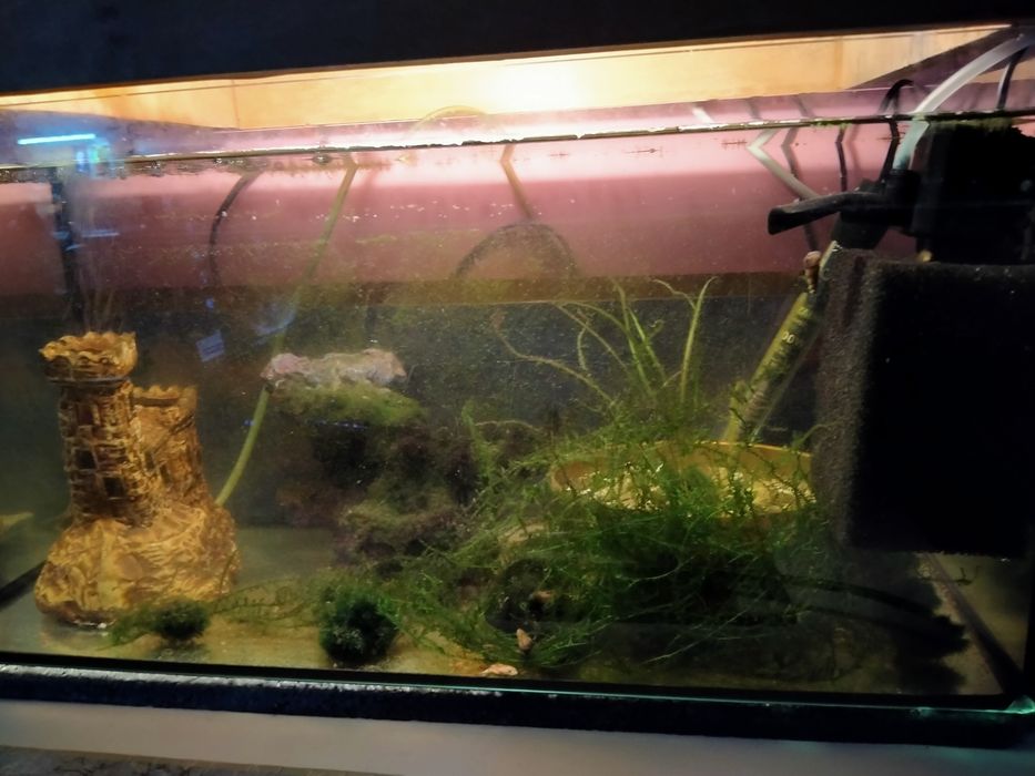 Karliki szponiaste, akwarium 60l