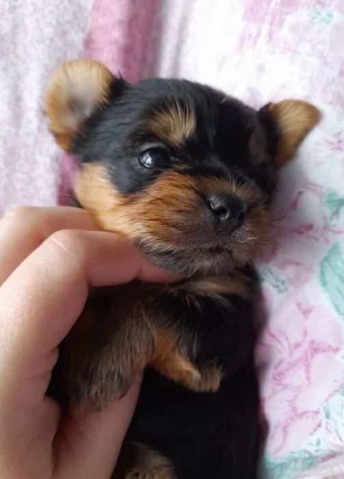 Йоркширский терьер мини