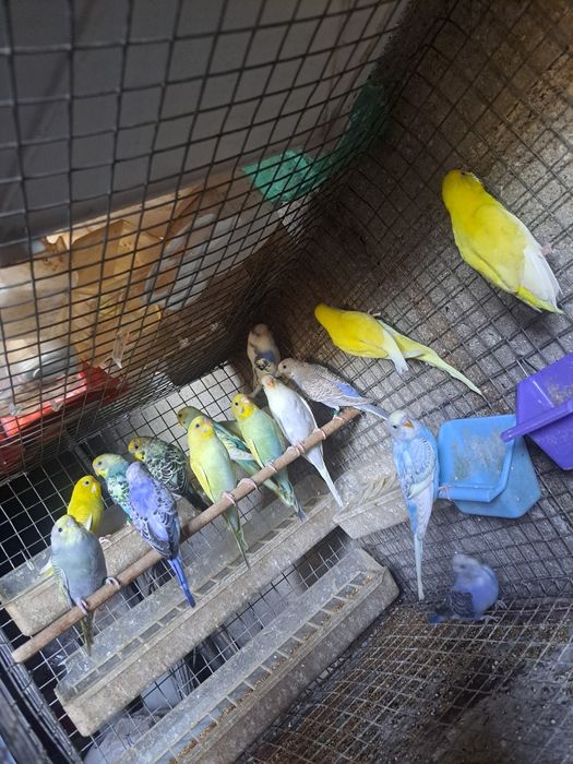 Periquitos australianos