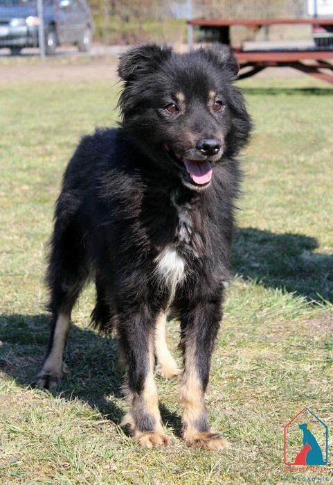 SPOKOJNY, przeuroczy, bardzo łagodny i subtelny - pokochaj Aldo