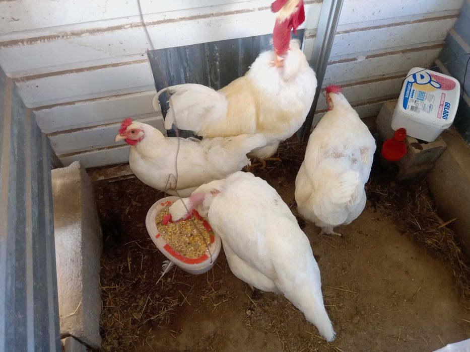 Frangos pedrês portuguesa e branca portuguesa