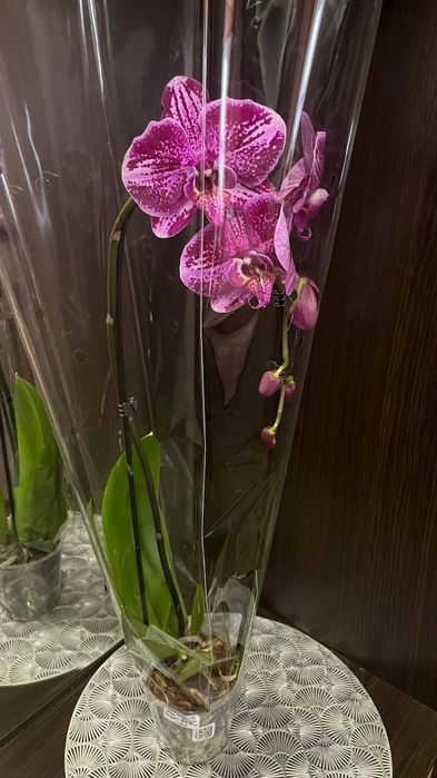 Орхидея фаоенопсис