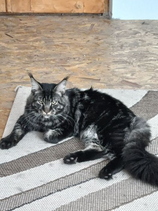 Мейнкун, Мейн-кун, кошеня, хлопчики