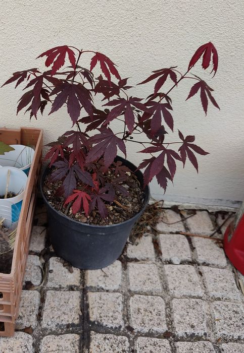 Semente germinação Acer Acers Bordo japonês Palmatum arvore planta