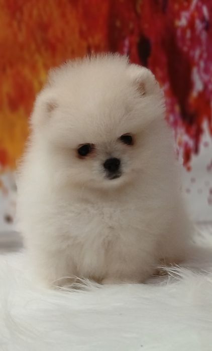 В'язка .Мальчик померанский шпиц