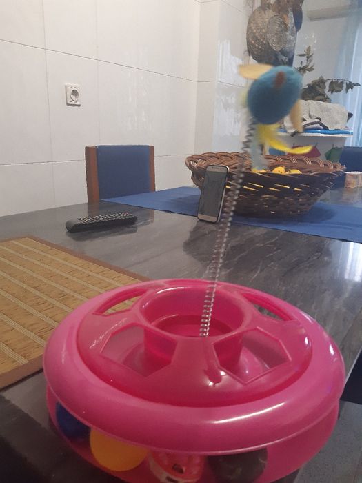 Brinquedo gatinhos