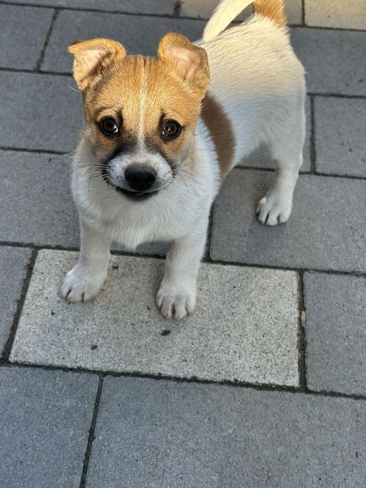 Віддам безкоштовно цуценят