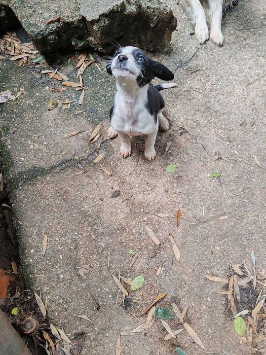 Linda canídea, será doada a quem tiver condições e gostar dela