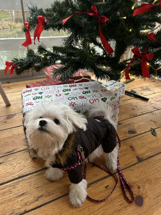 Комбінезон для собаки