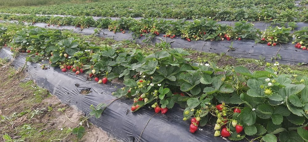 Tuja szmaragd sadzonki  +-30cm